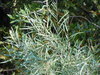Salix exigua exigua - Photo (c) Matt Lavin, algunos derechos reservados (CC BY-SA)
