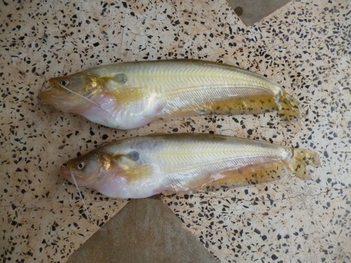 Ompok siluroides