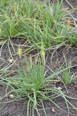 Plantago salsa