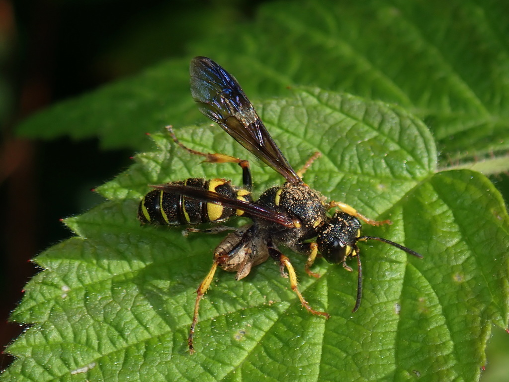 Cerceris halone
