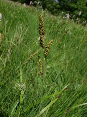 Carex hartmanii