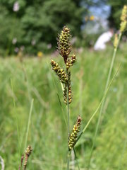 Carex hartmanii