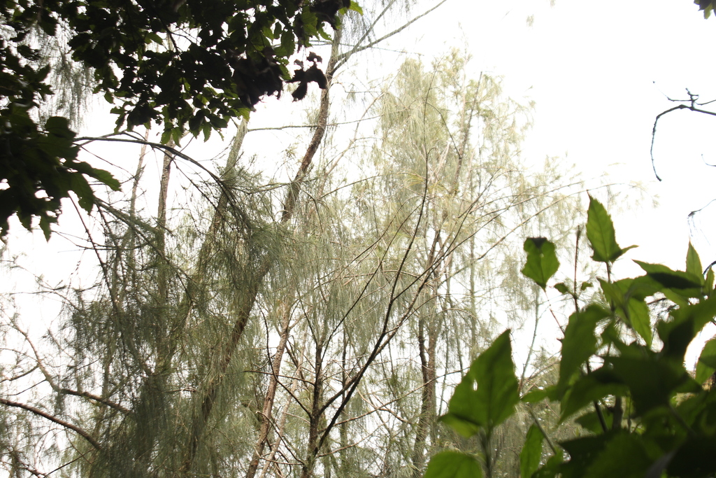 ajaob (Casuarina junghuhniana)