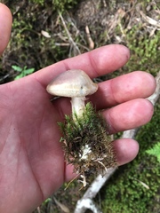 Fistulinella viscida