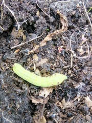 Lepidoptera