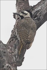 Chloropicus namaquus