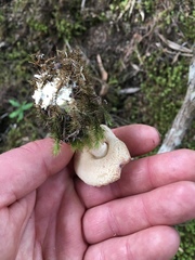 Fistulinella viscida