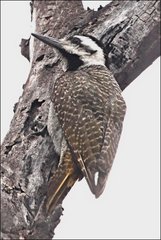 Chloropicus namaquus