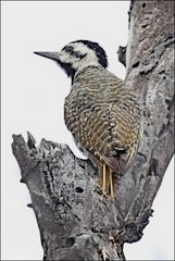 Chloropicus namaquus