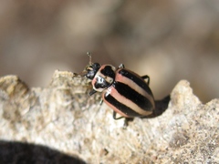 Paranaemia vittigera