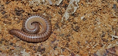 Uroblaniulus canadensis