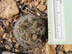 Mammillaria barbata
