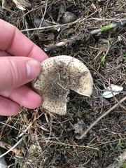 Amanita australis