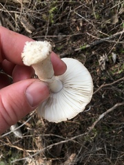 Amanita australis