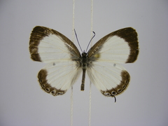Oboronia punctatus