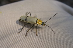 Chauliognathus misellus