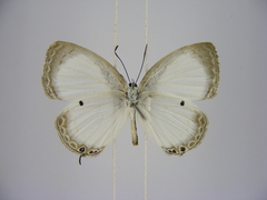 Oboronia punctatus