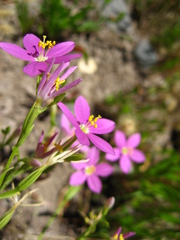 Zeltnera arizonica