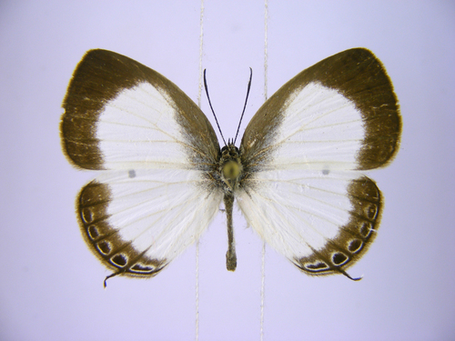 common ginger white