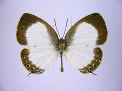 Oboronia punctatus