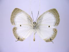 Oboronia punctatus