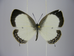 Oboronia punctatus