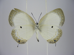 Oboronia punctatus