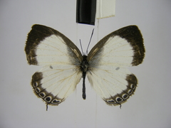Oboronia punctatus