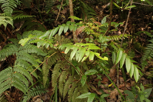 Pterophylla fraxinea observed 2025-04-08