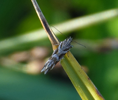 Aristotelia fungivorella
