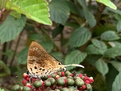 Bindahara phocides