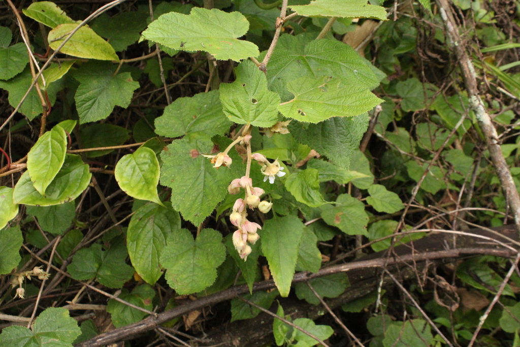 Molucca bramble (Rubus moluccanus)