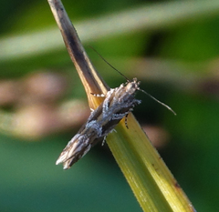 Aristotelia fungivorella