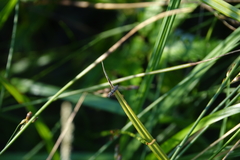 Aristotelia fungivorella