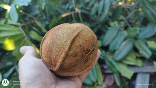 Crabwood (Carapa guianensis)