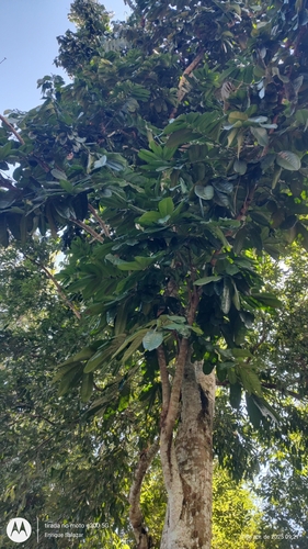 Carapa guianensis, photograph 6