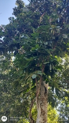 Carapa guianensis, photograph (c) Enrique Salazar, some rights reserved (CC BY)