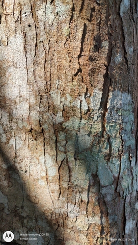 Foto de Andiroba