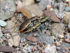 Cicindela marginipennis
