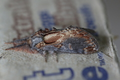 Notodonta scitipennis