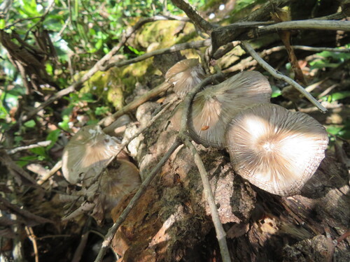 Pluteus cervinus