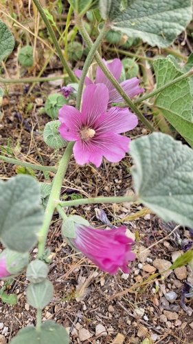Alcea acaulis (Alcea acaulis)