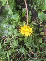 Taraxacum officinale