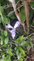 Iris speculatrix, photograph (c) Ben Jobson, some rights reserved (CC BY)