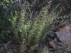 Scrophularia canina canina