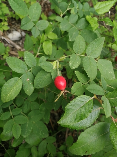 Viltroos (tomentosa)