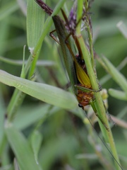 Conocephalus nigropleurum