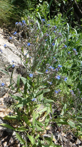 Image of Cynoglottis barrelieri by no rights reserved