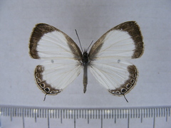 Oboronia punctatus