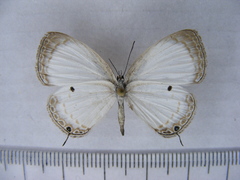 Oboronia punctatus